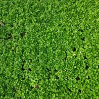 کیفیت مطابق تصویر  بدون لک قیمت توافقی خاک سبک