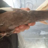 کبوتر|پرنده|شیراز, قدوسی غربی|دیوار
