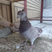 کفتر تهرانی و اصفهانی