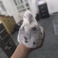 کبوتر طوقی الماسی