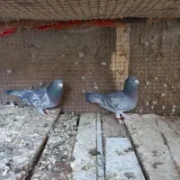 پلاکی کار درست