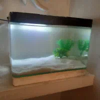 آکواریوم شیشه خم|ماهی|قدس, شهر‌قدس|دیوار