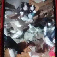 کبوتر گره و ساعتی|پرنده|میناب, |دیوار