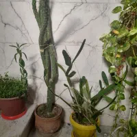 گل طبیعی|گل و گیاه طبیعی|محمدشهر, عباس آباد|دیوار