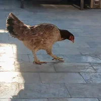 مرغ لاری تخم گذار  معاوضه با کفتر