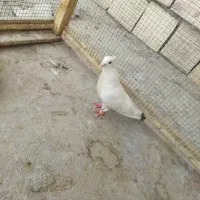 کبوتر