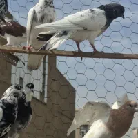 کبوتر