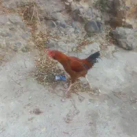 خروس فروشی|حیوانات مزرعه|رینه, |دیوار