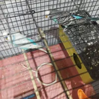 دو عدد مرغ عشق