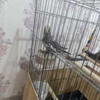 عروس هلندی.جوجه.