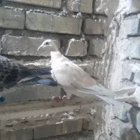 زرد هفرنک خطی خال خرمایی