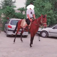 مرد یاشار|اسب و تجهیزات اسب‌سواری|آشخانه, |دیوار