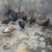 ۱۰عددبوقلمون نروماده