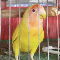 طوطی برزیلی(بافق)