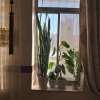 گل و گلدان|گل و گیاه طبیعی|کرمانشاه, |دیوار