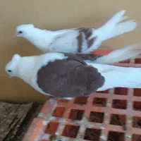 کبوتر نره ماده