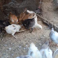 جوجه|حیوانات مزرعه|شباب, |دیوار