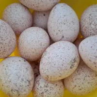 تخم بوقلمون نطفه دار تازه