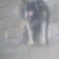 سگ سرابی از جنسه پله