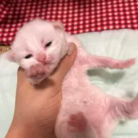 رزرو رزرو گربه بریتیش سفید|گربه|نوشهر, |دیوار