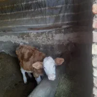 گاو و گوساله|حیوانات مزرعه|چهاربرج, |دیوار