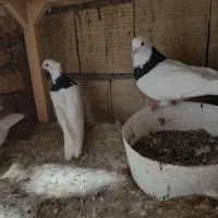 طوقی سیاه نرو ماده