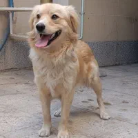 پاپی نر|سگ|تربت جام, خیرآباد|دیوار