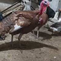 خریدوفروش|حیوانات مزرعه|پیرانشهر, |دیوار