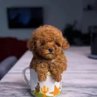 Poodle toy \\ تاینی پودل اصل \\ توی پودل دارک رد