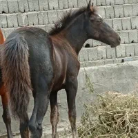 اسب