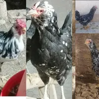 تخم نطفه دار نژادهای مختلف مخصوص جوجه کشی|حیوانات مزرعه|سیرجان, |دیوار