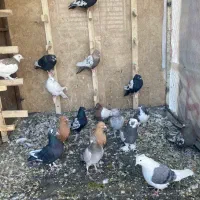 کفتر|پرنده|شیراز, درکی|دیوار