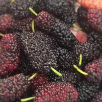 بلیط استخر صیاد شیرازی