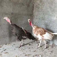 دوعدد بوقلمون ماده