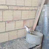 کلاغ کرباتی چپ و ساده|پرنده|چناران, |دیوار