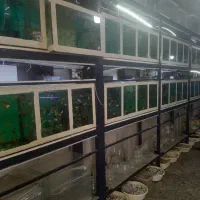 اکواریوم پلنت|ماهی|قم, نیروگاه|دیوار