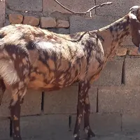 بز پاکستانی سه نر بز پاکستانی خال خال یک عدد|حیوانات مزرعه|گناباد, |دیوار
