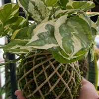 گلدون لامپ|صنایع دستی و سایر لوازم تزئینی|رشت, ساغری سازان|دیوار