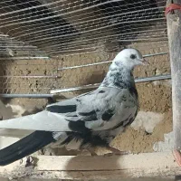 کبوتر ،کفتر پرشی