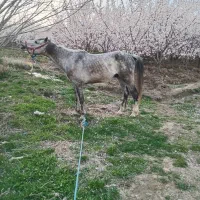 اسب ۴ساله رنگ نیله