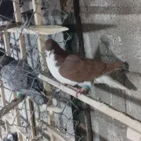 خوش رنگ سرخ نر پرشی