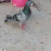 سبز فروشی  و معاوضه