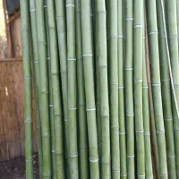 بامبو|گل و گیاه طبیعی|چهاردانگه (تهران), |دیوار