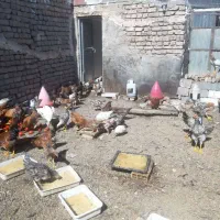 فروش مرغ و خروس و اردک و بوغلمون و بلدرچین|حیوانات مزرعه|اصفهان, اصفهانک|دیوار