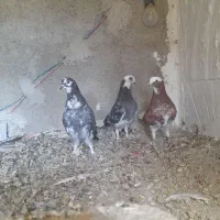 ۳ تا جوجه سالم و سر حال واکسن خورده