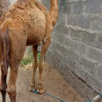 شتر نر2سال مهاری