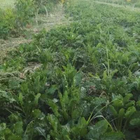 خریدچغندر