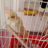 بخاطر وقت نداشتن رسیدگی بهش