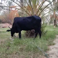 فروش.گاوآبستن|حیوانات مزرعه|مهرستان, |دیوار