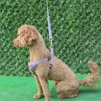 یک قلاده سگ پودل نر رنگ رد|سگ|شیراز, شهرک مدرس|دیوار